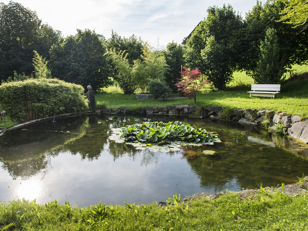 Kleiner Teich mit Seerosen und weißer Bank im grünen Garten