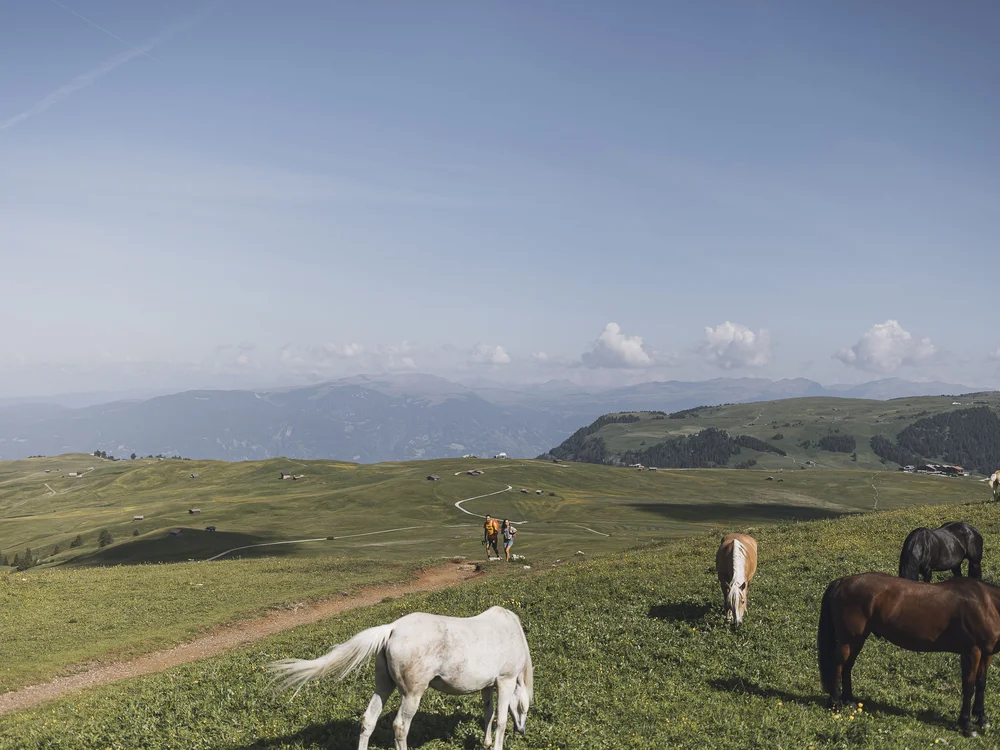 Pferde grasen auf einem Hügel mit wandernden Menschen und Bergen im Hintergrund