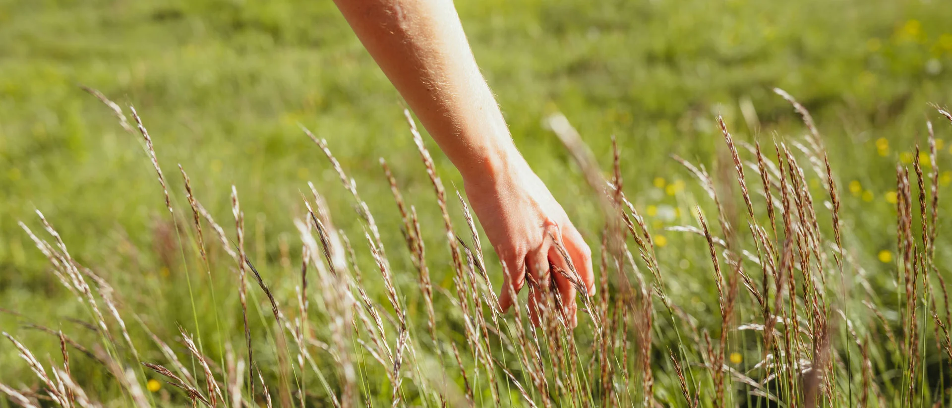 Hand berührt Grashalme auf grüner Wiese bei Sonnenlicht