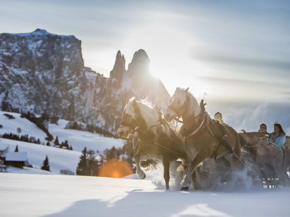 Pferdeschlittenfahrt durch verschneite Berglandschaft bei Sonnenuntergang