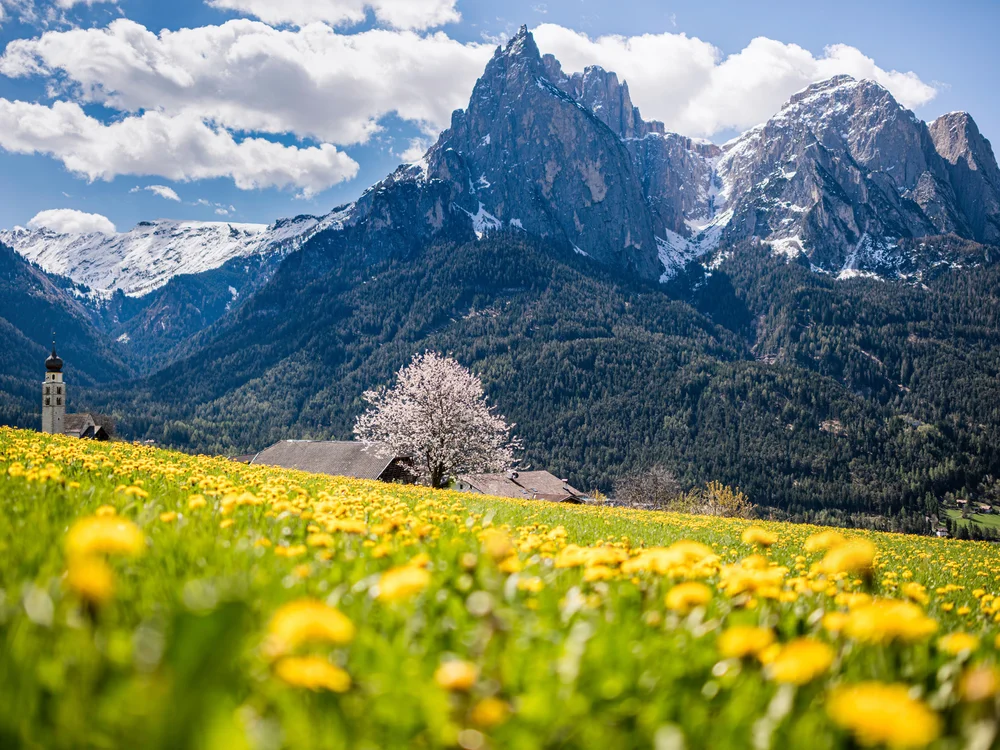 Blumenwiese vor einer Kirche und schneebedeckten Bergen unter blauem Himmel